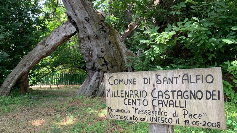  Il “Castagno dei 100 cavalli” di Sant’Alfio vince il concorso “Tree of the year 2021” di Udine