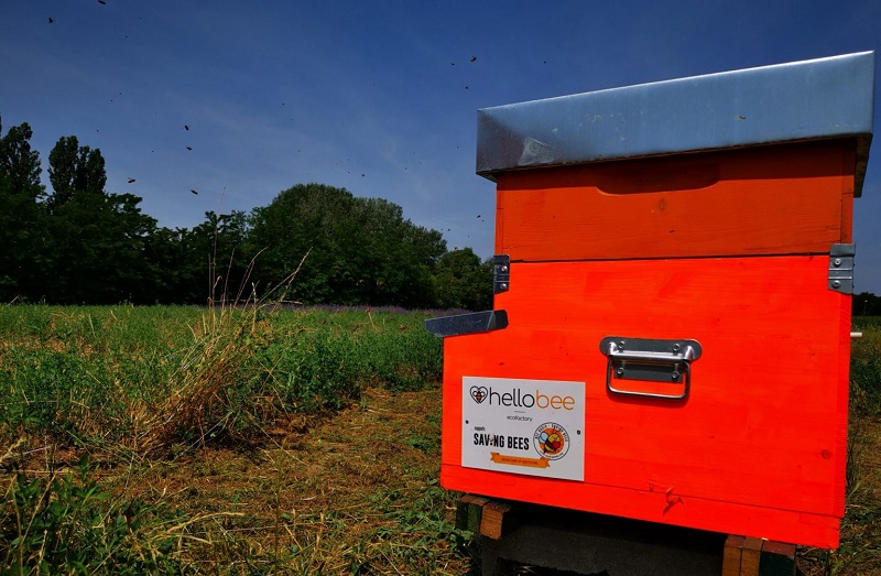  Hellobee, da Ecofactory un aiuto concreto per salvare le api