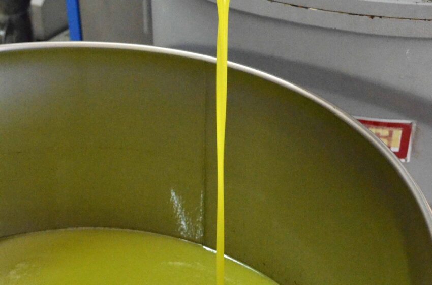  L’olio di oliva Dop Monti Iblei entra nell’atlante Qualivita 2022