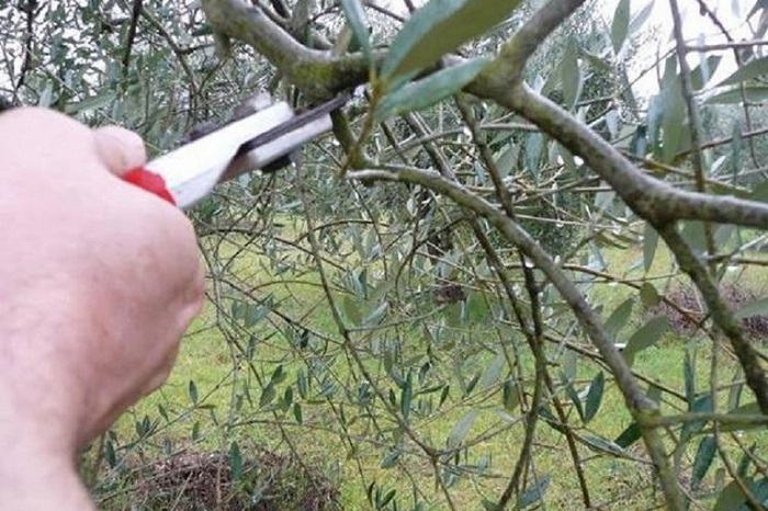  Potatura degli alberi di ulivo: corso promosso dai consorzi Dop Monti Iblei e Dop Monte Etna