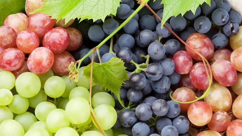  Agricoltura, al via campagna export  2023-24 di uva da tavola in Canada e Uruguay